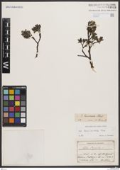 Foto von Salix breviserrata Flod.
